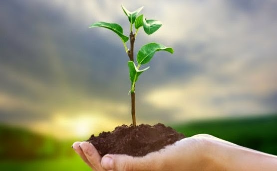 Mão segurando um punhado de terra com uma pequena árvore plantada